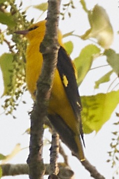 Eurasian Golden Oriole - ML634080590