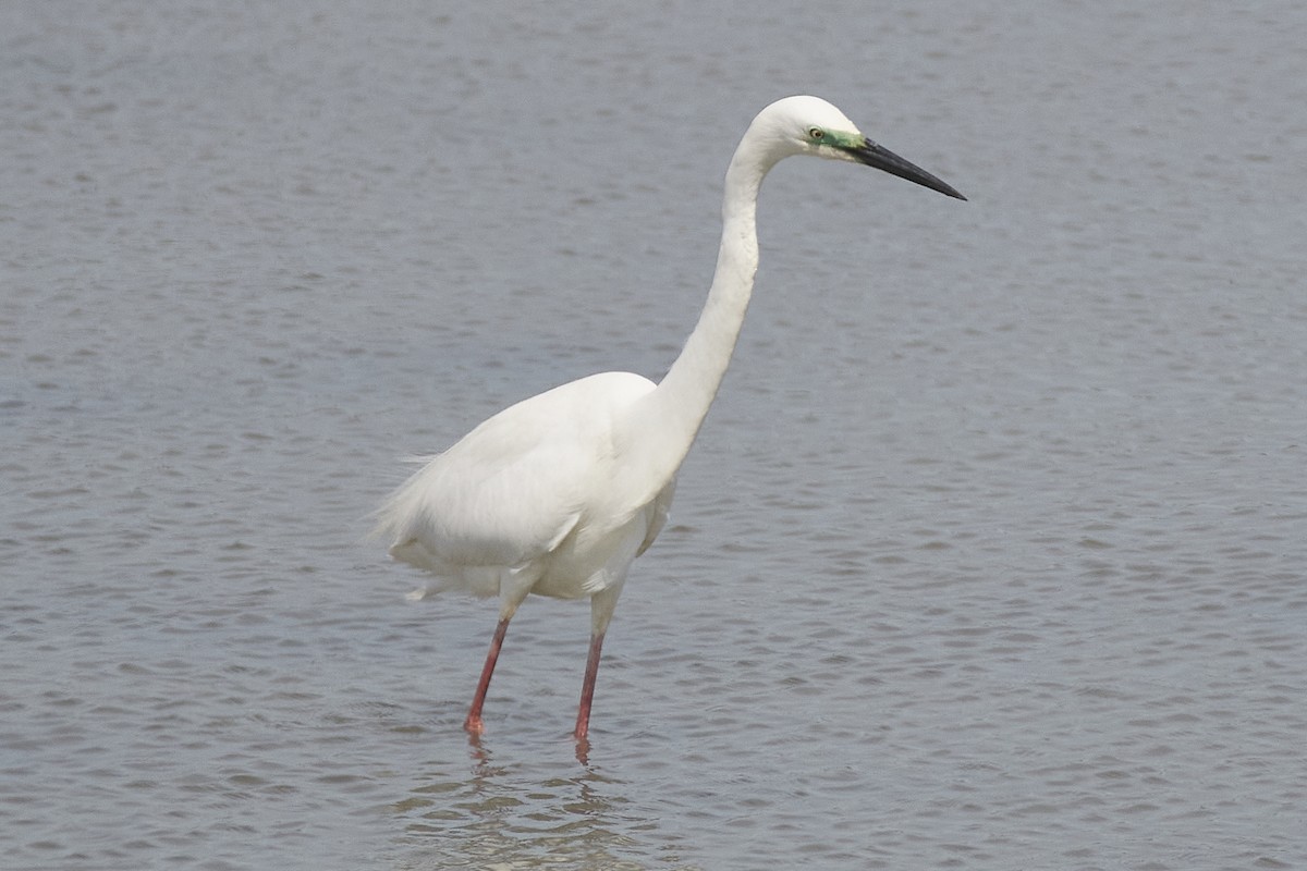 Little Egret - ML634080625