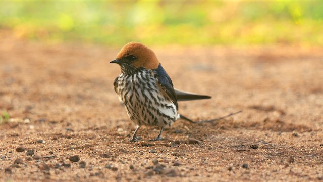 Lesser Striped Swallow - ML634080724