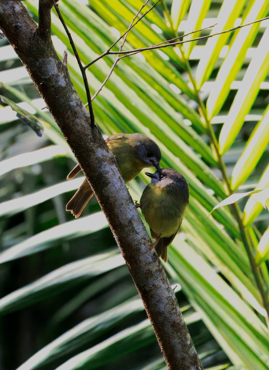 Pale-yellow Robin - ML634080750