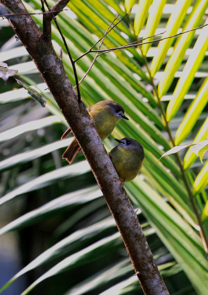 Pale-yellow Robin - ML634080751