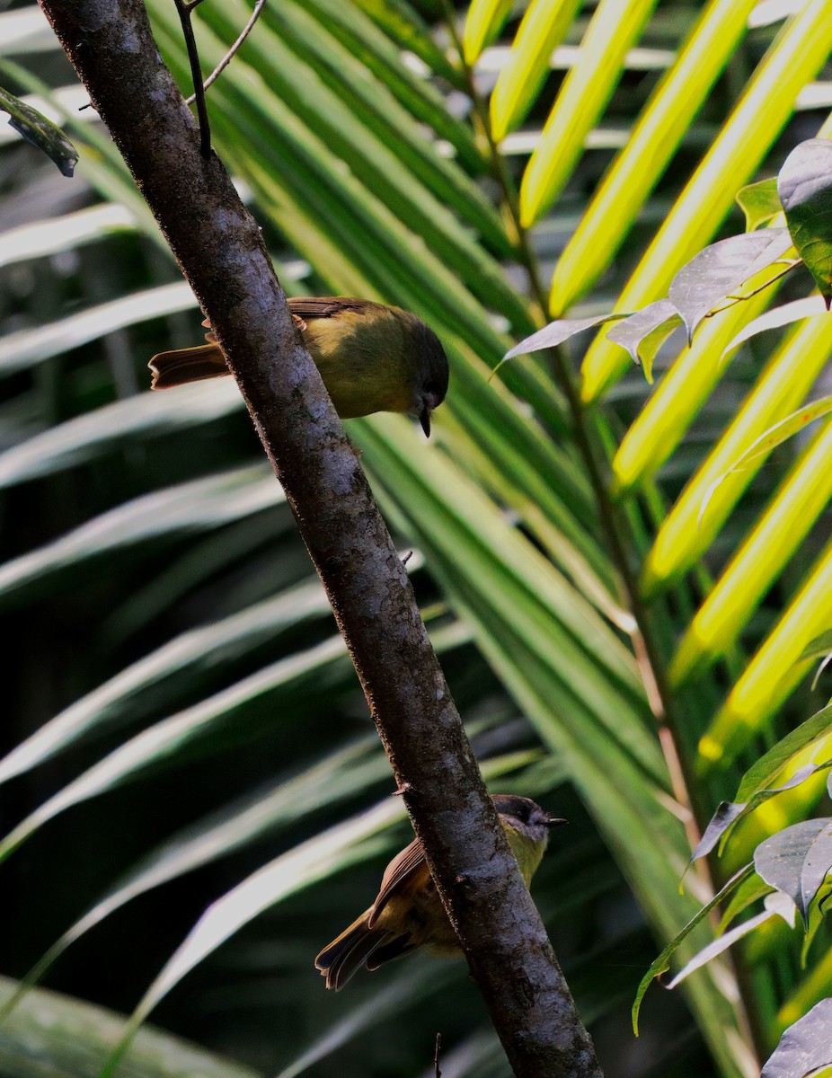Pale-yellow Robin - ML634080752