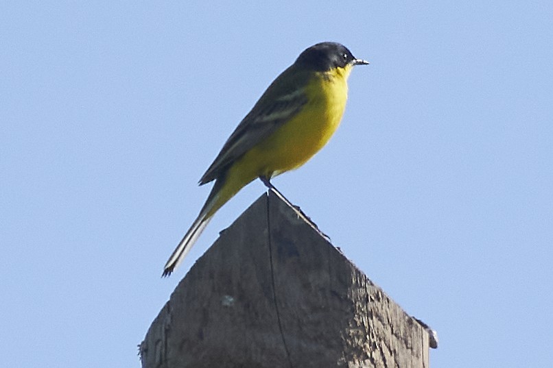 Western Yellow Wagtail - ML634080763