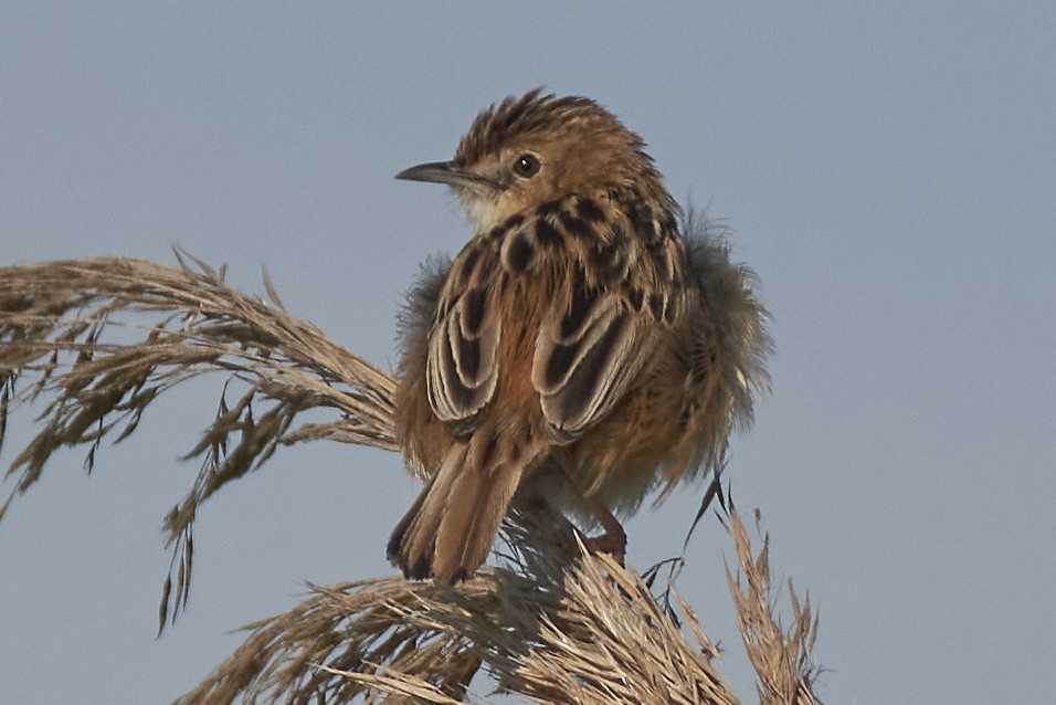 Zitting Cisticola - ML634080770