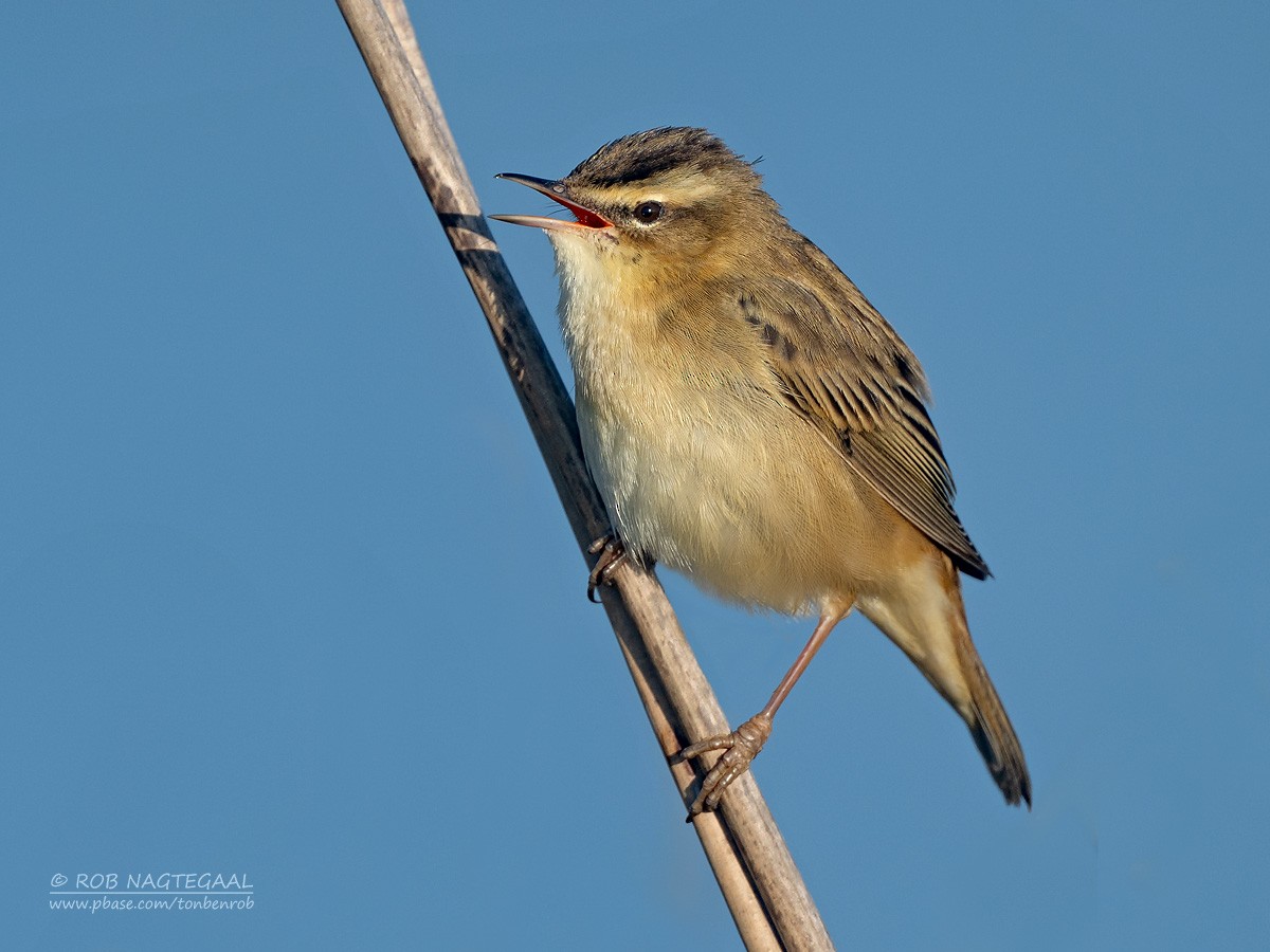 Sedge Warbler - ML634080809