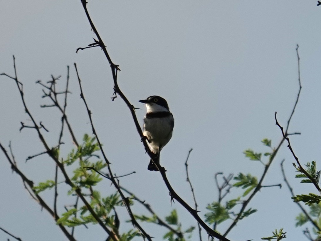 Eastern Black-headed Batis - ML634080851