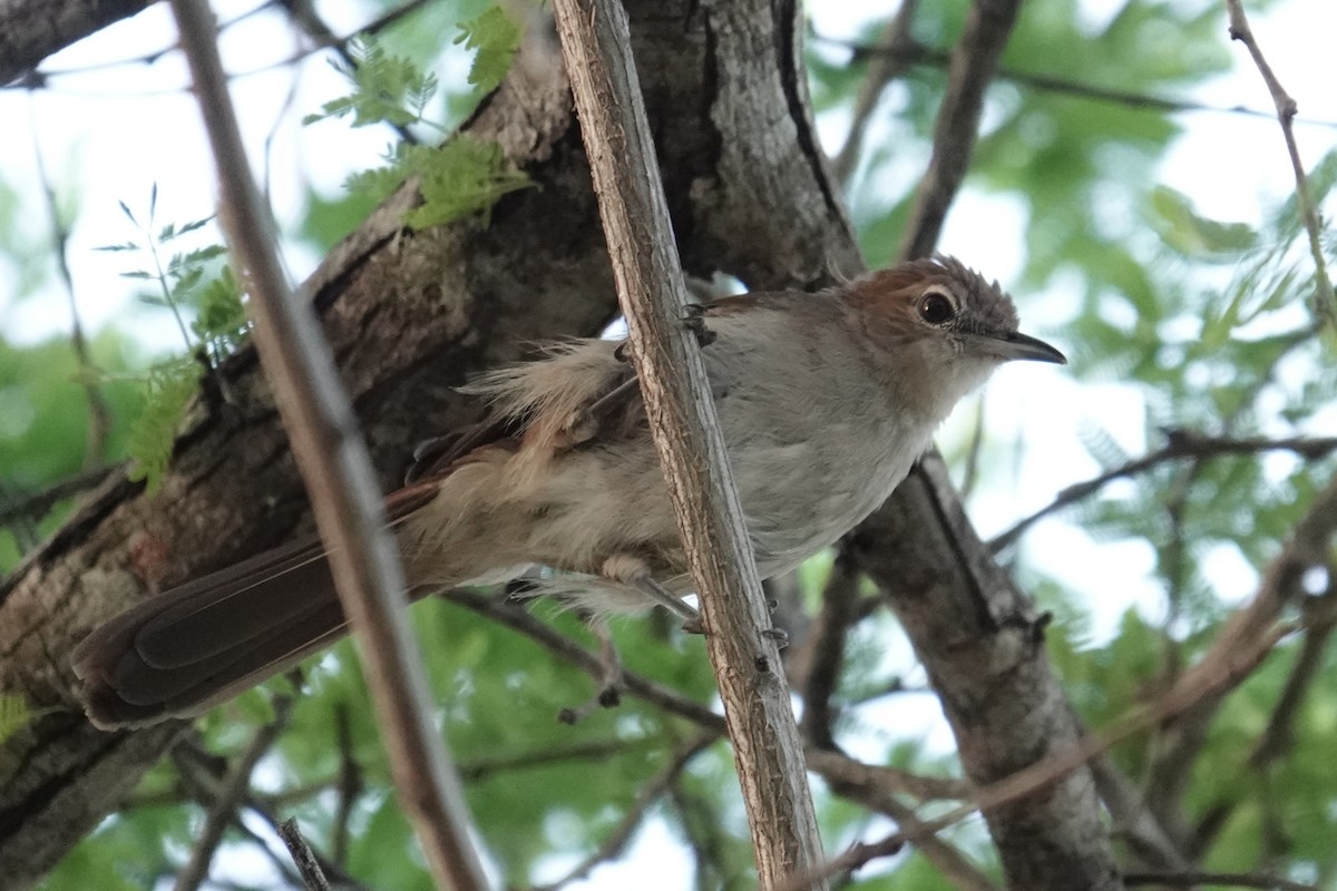 Northern Brownbul - ML634080876