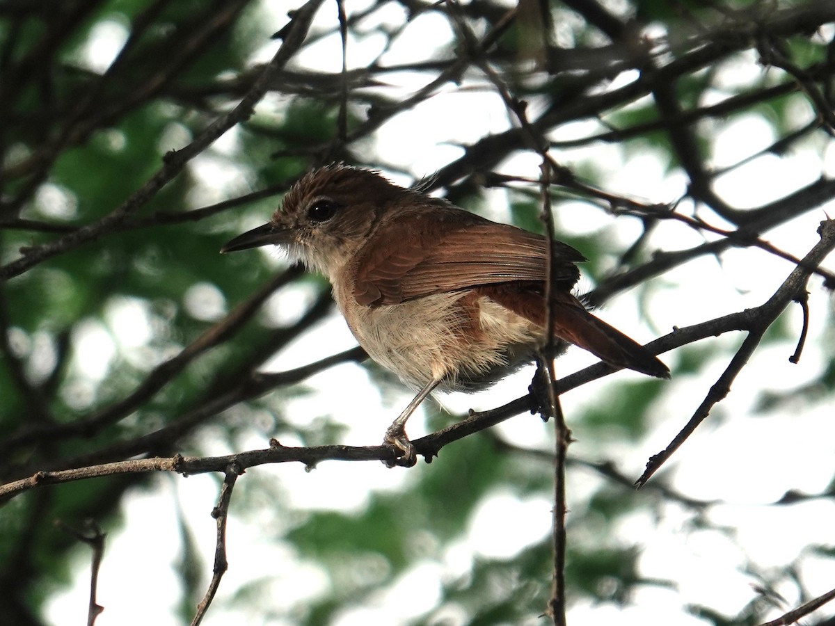 Northern Brownbul - ML634080878