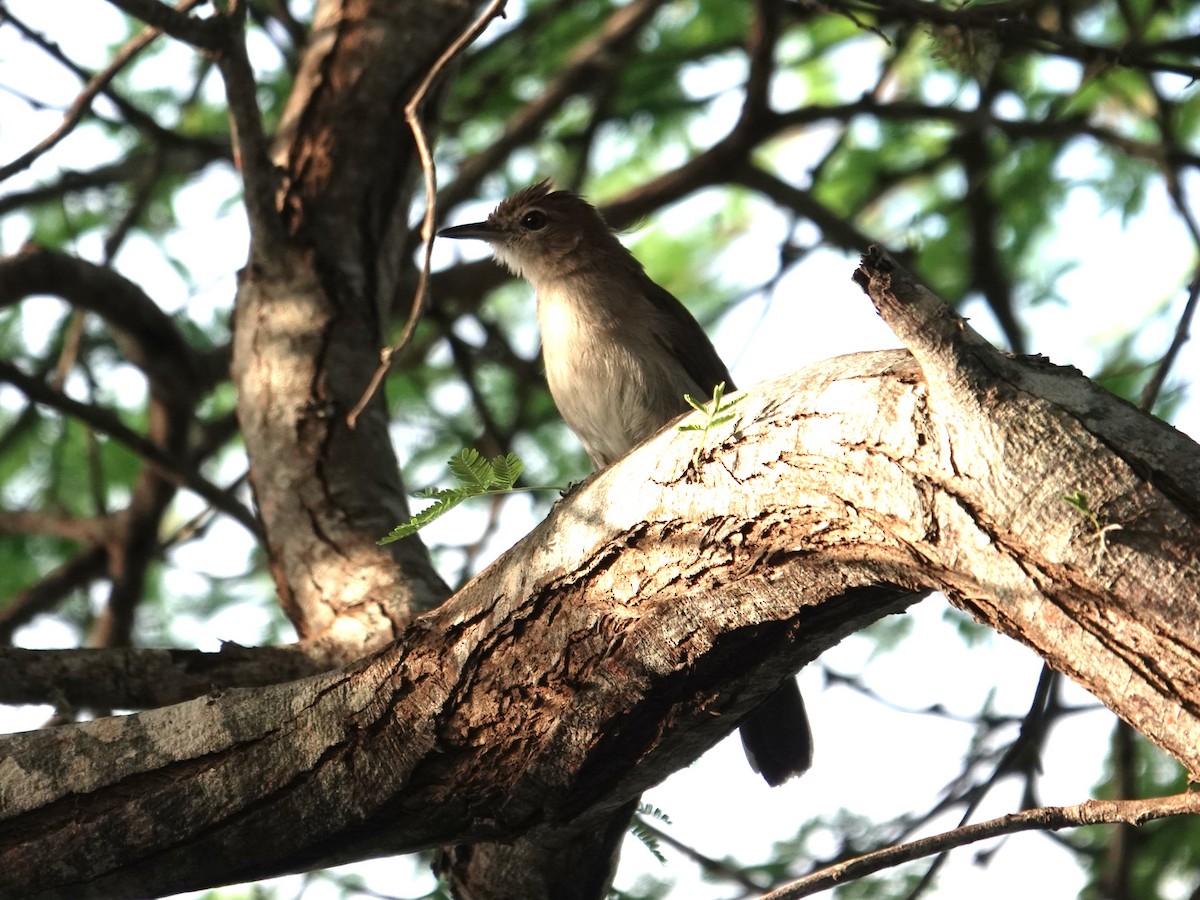 Northern Brownbul - ML634080882