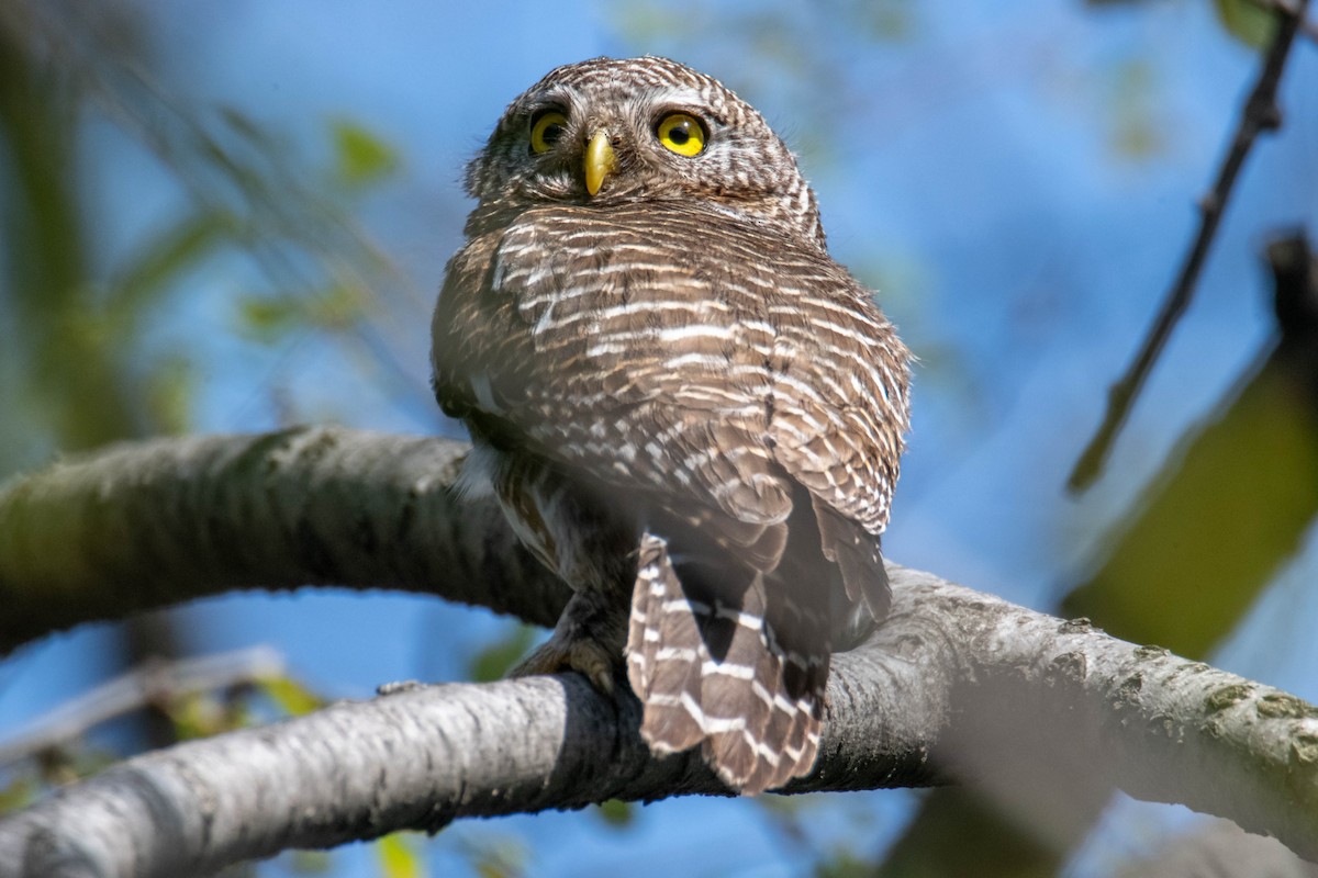 Asian Barred Owlet - ML634080902