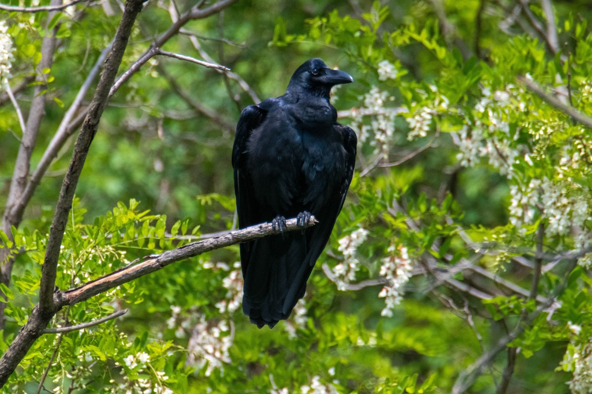 Large-billed Crow - ML634080904