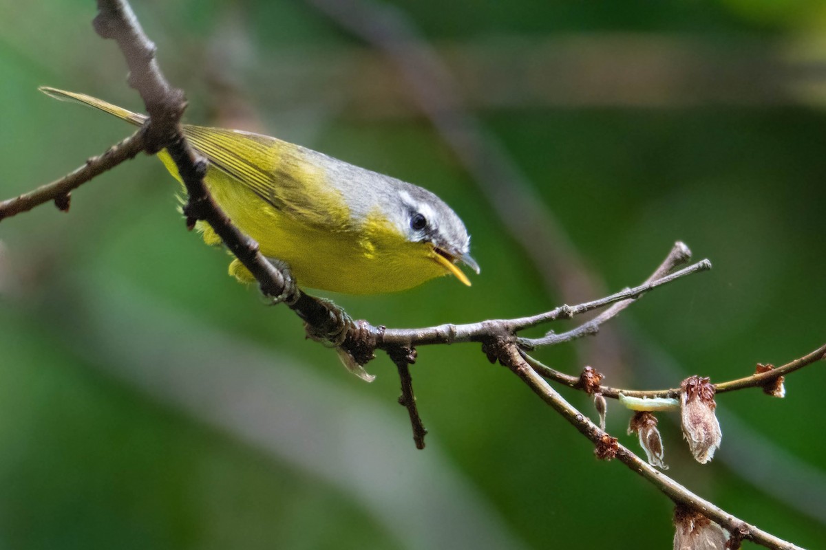 Gray-hooded Warbler - ML634080908