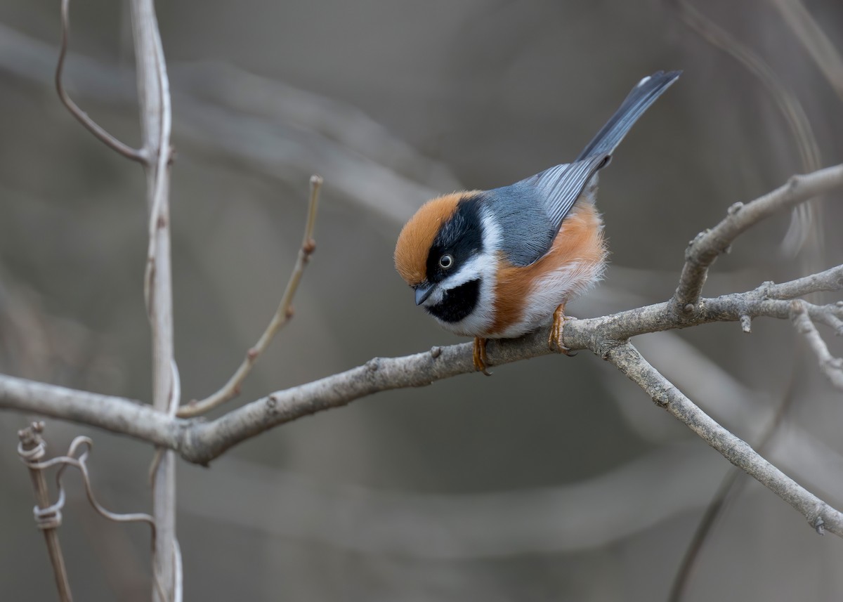 Black-throated Tit (Black-throated) - ML634080923