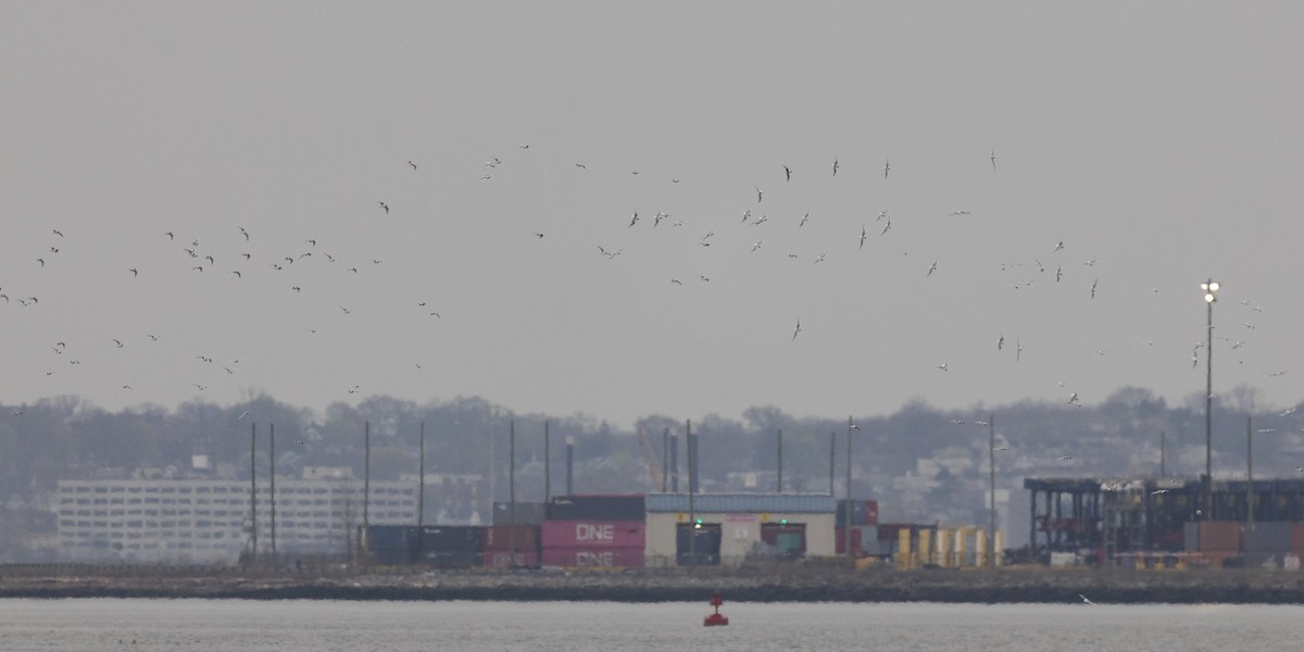 Bonaparte's Gull - ML634080971