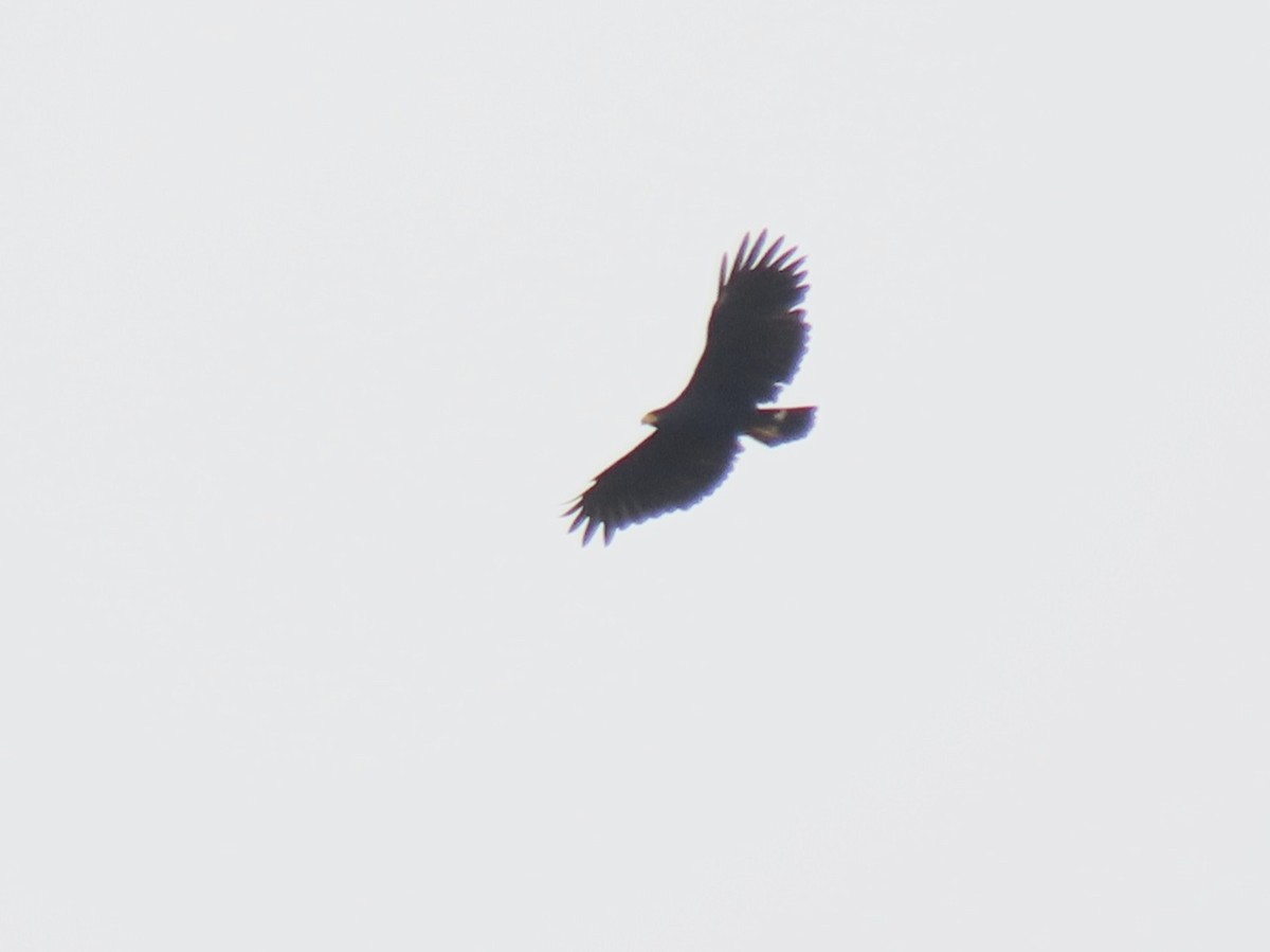 Great Black Hawk - ML634080996