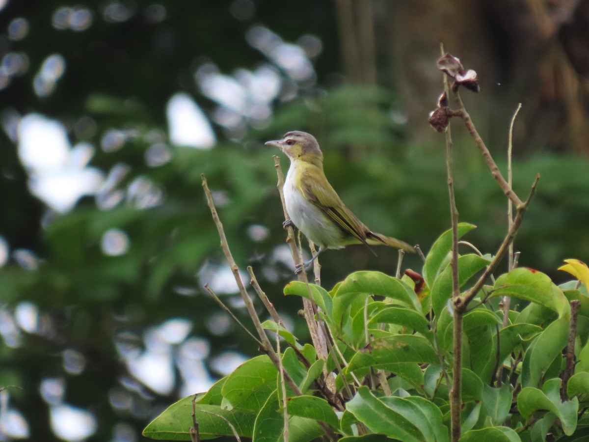 Chivi Vireo - ML634081001