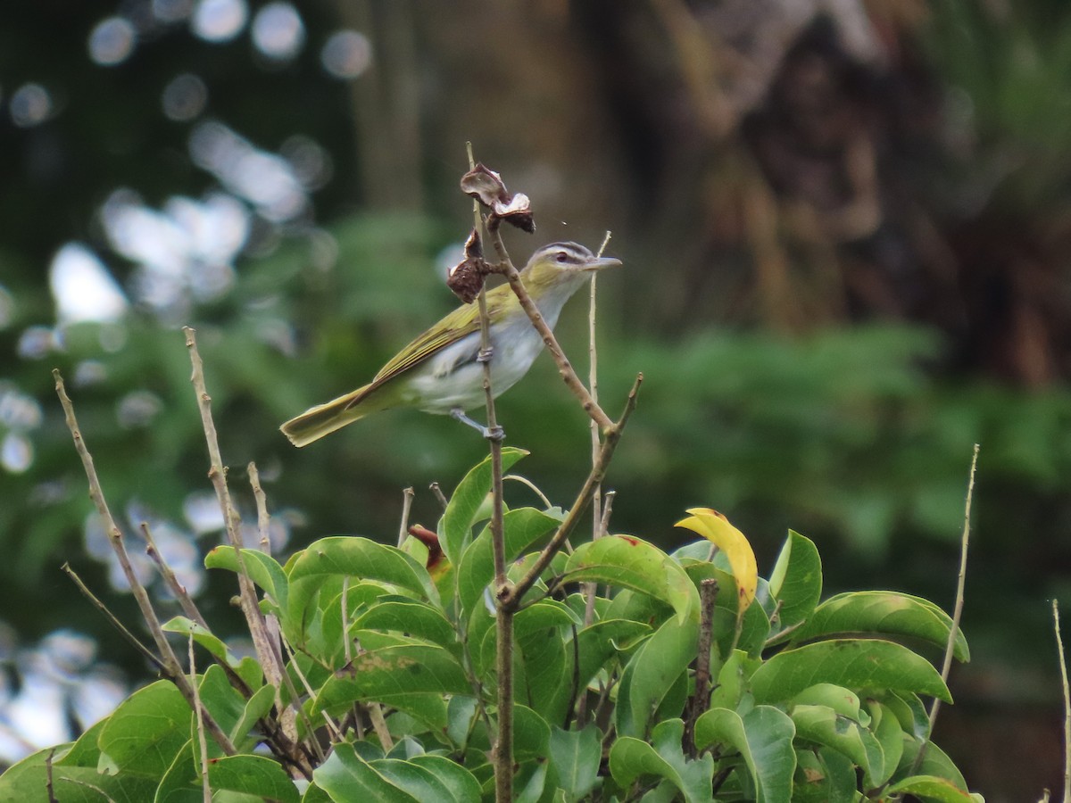 Chivi Vireo - ML634081002
