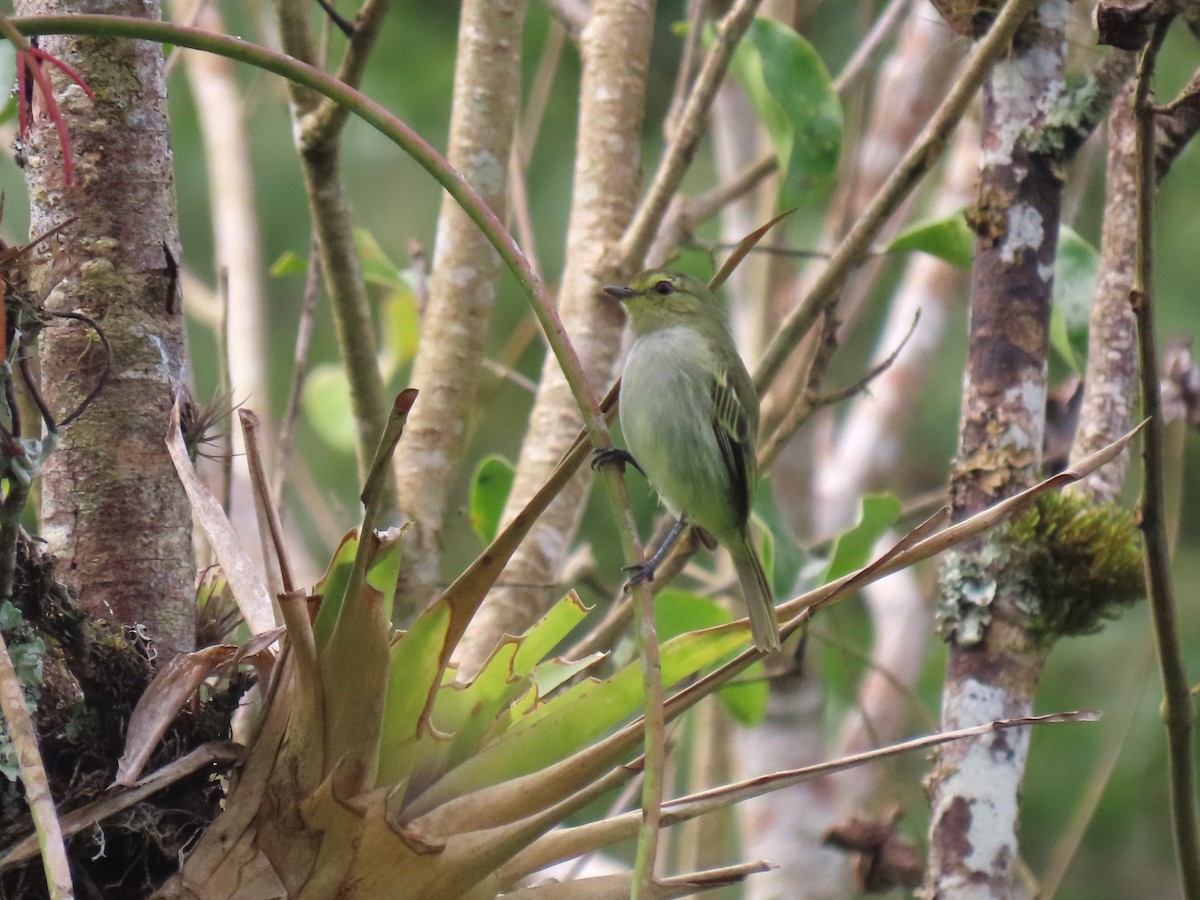 Golden-faced Tyrannulet (Coopmans's) - ML634081006