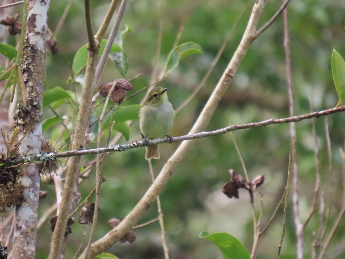 Golden-faced Tyrannulet (Coopmans's) - ML634081007