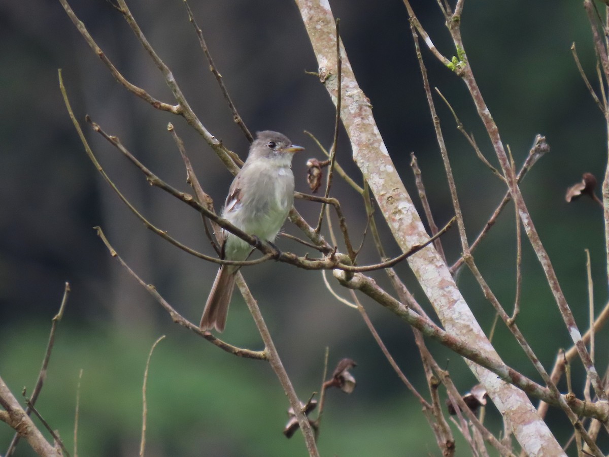 Northern Tropical Pewee - ML634081017
