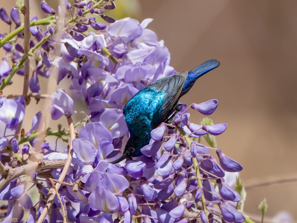 strdimil palestinský - ML634081062