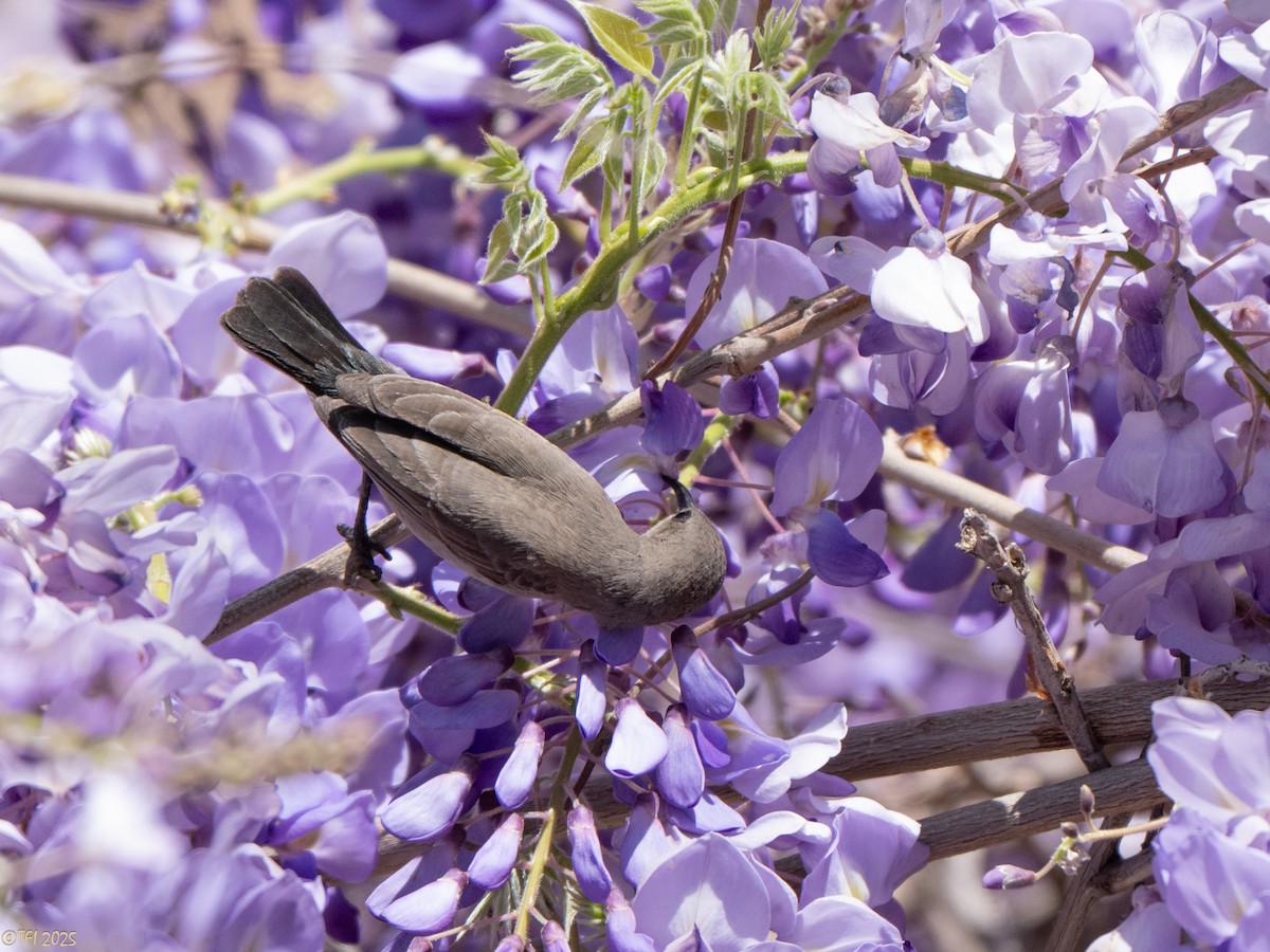 strdimil palestinský - ML634081066