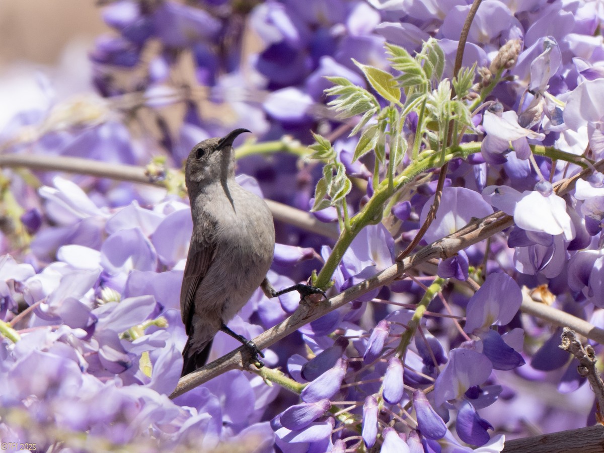strdimil palestinský - ML634081068