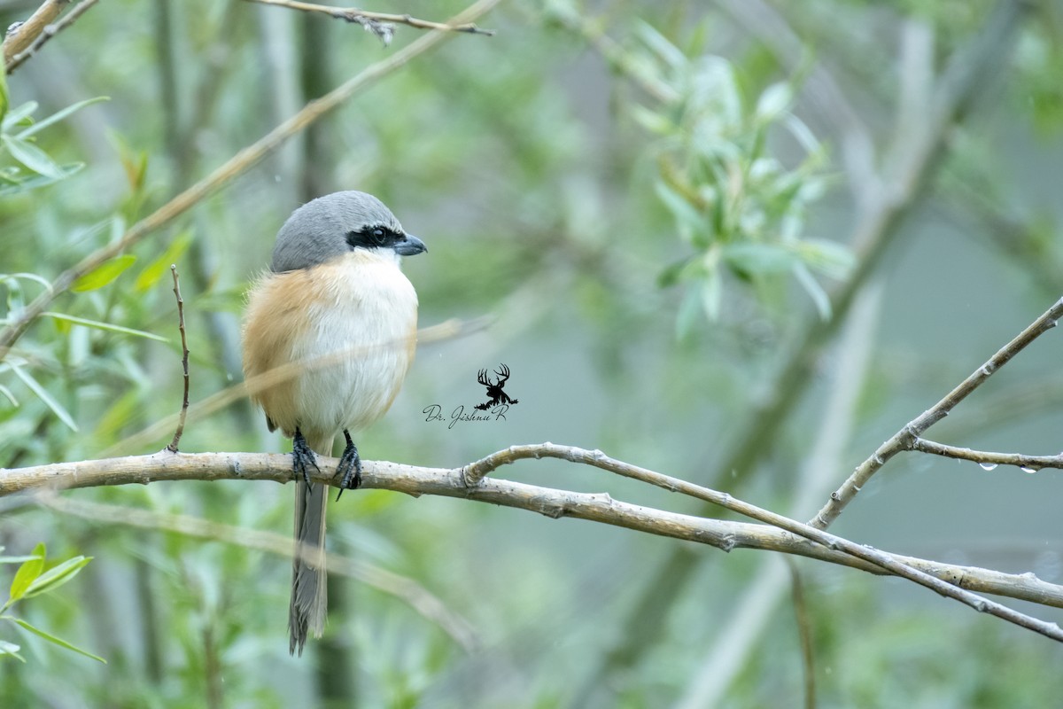 Long-tailed Shrike - ML634081082