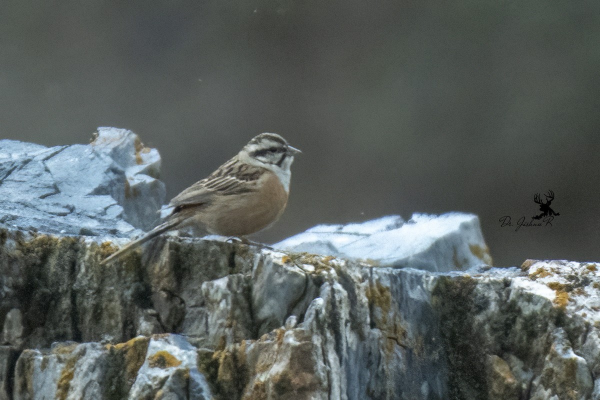 Rock Bunting - ML634081091