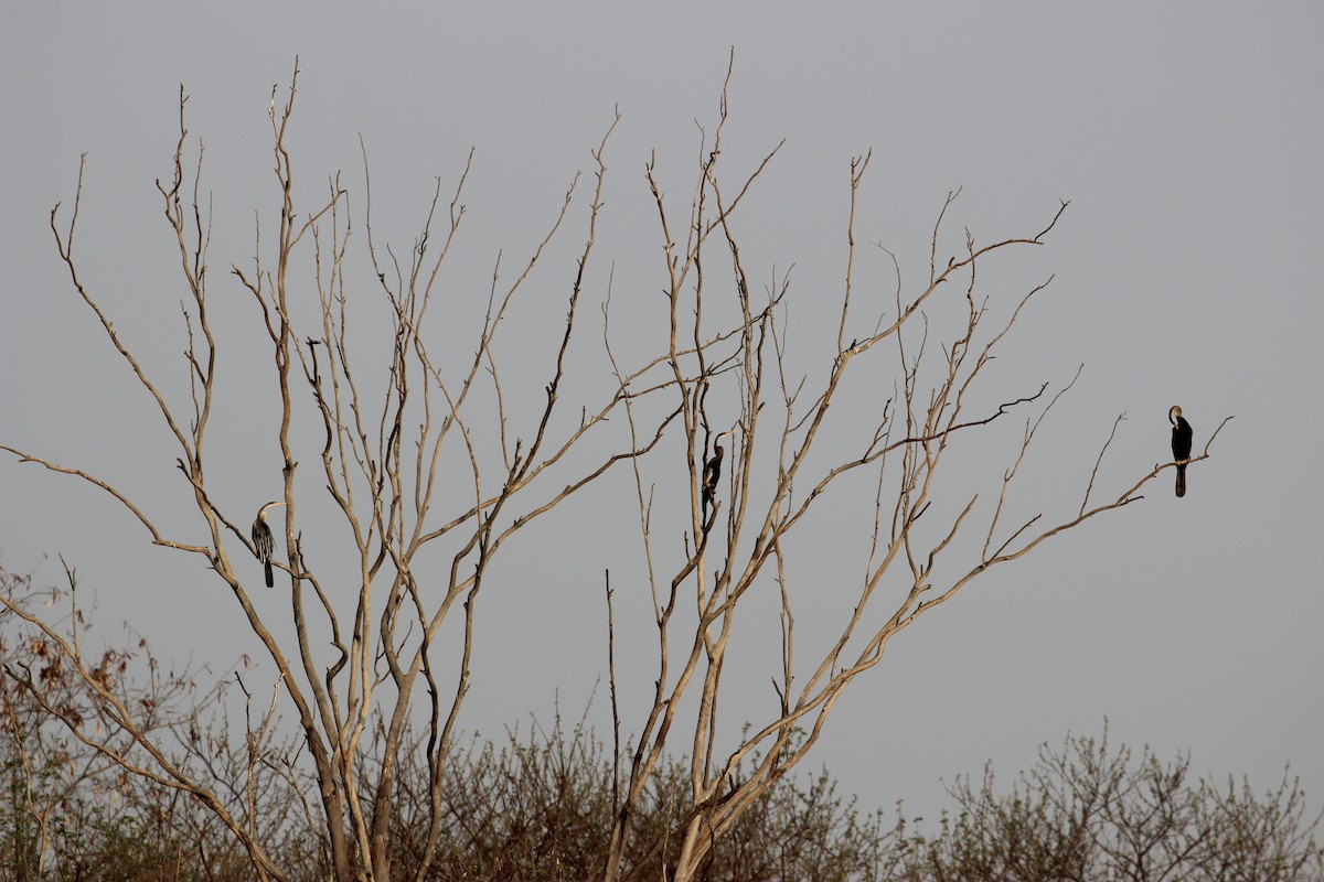 Oriental Darter - ML634081194