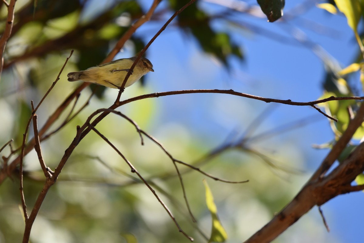 コバシムシクイ - ML634081239