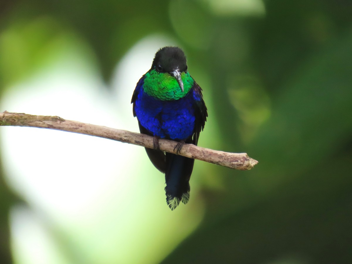 Fork-tailed Woodnymph - ML634081252