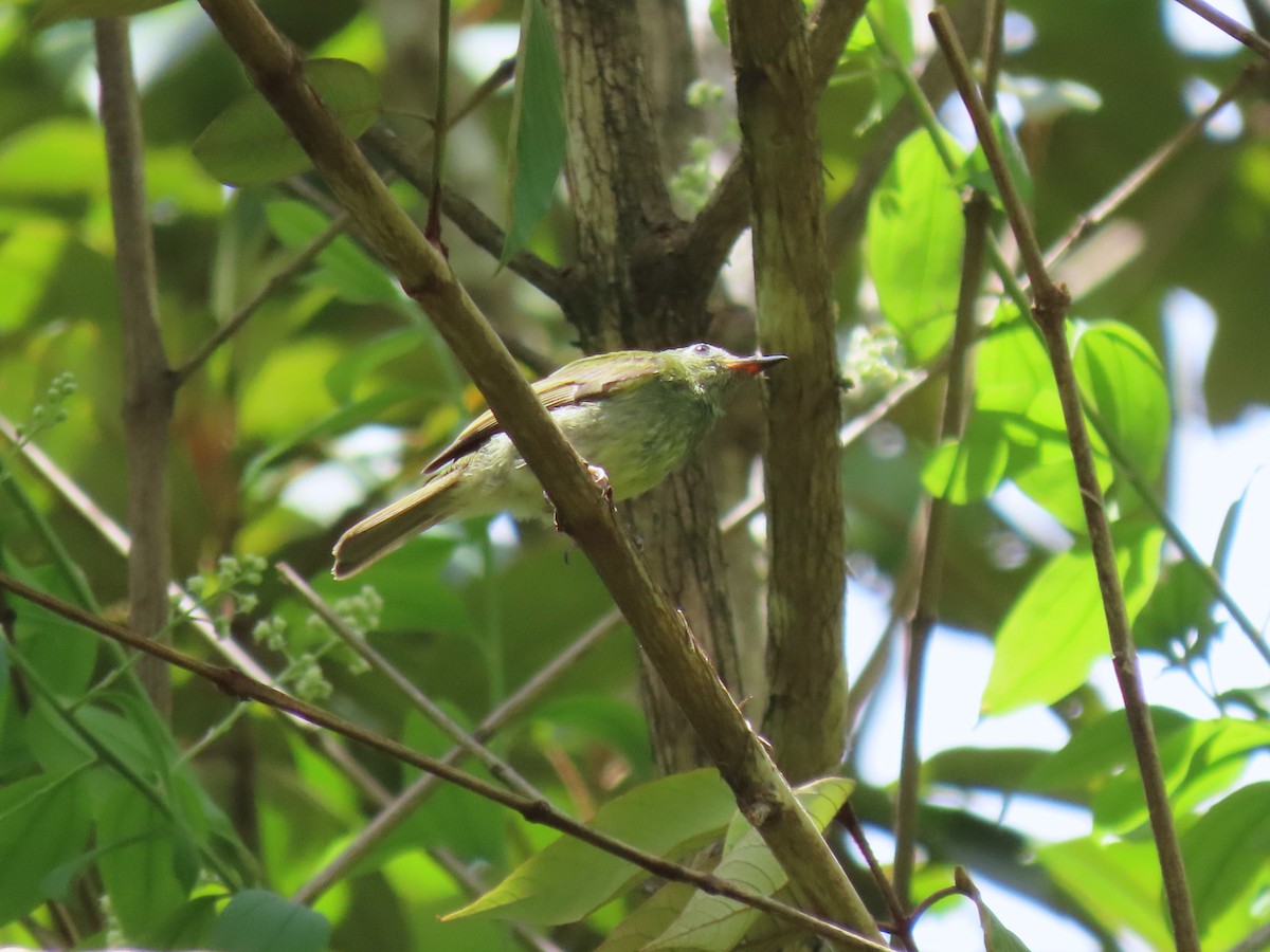 Olive-striped Flycatcher - ML634081259