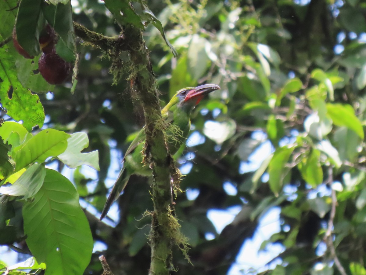 Groove-billed Toucanet (Groove-billed) - ML634081264