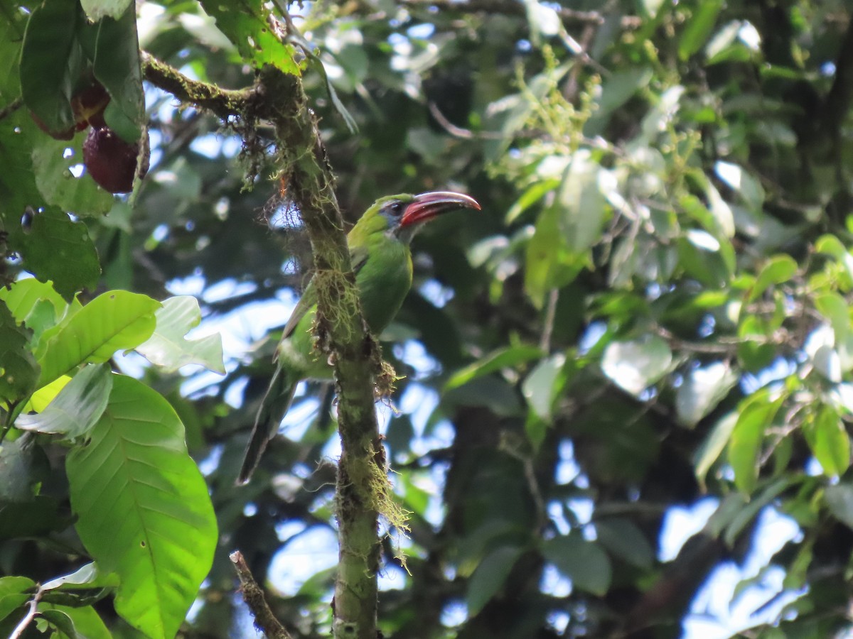 Groove-billed Toucanet (Groove-billed) - ML634081265