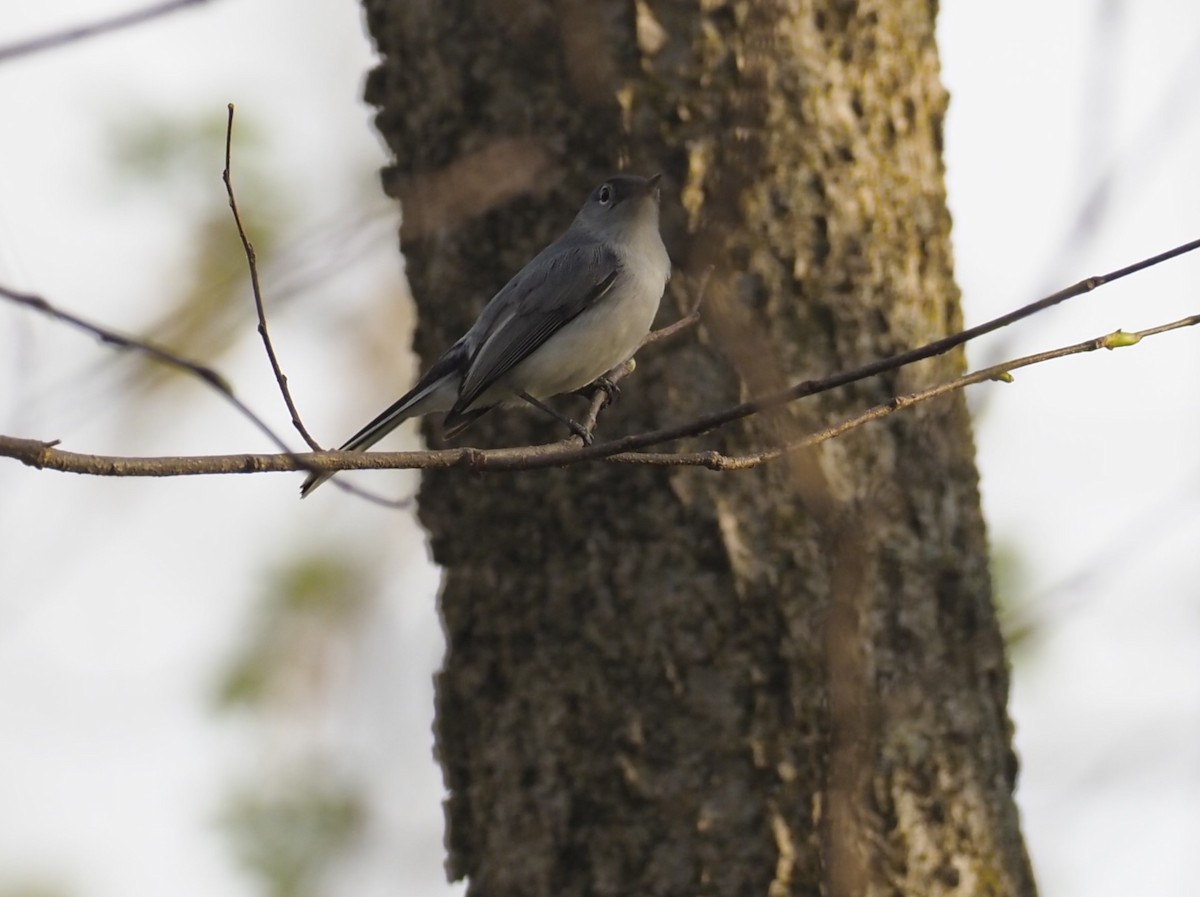 Blue-gray Gnatcatcher - ML634081266