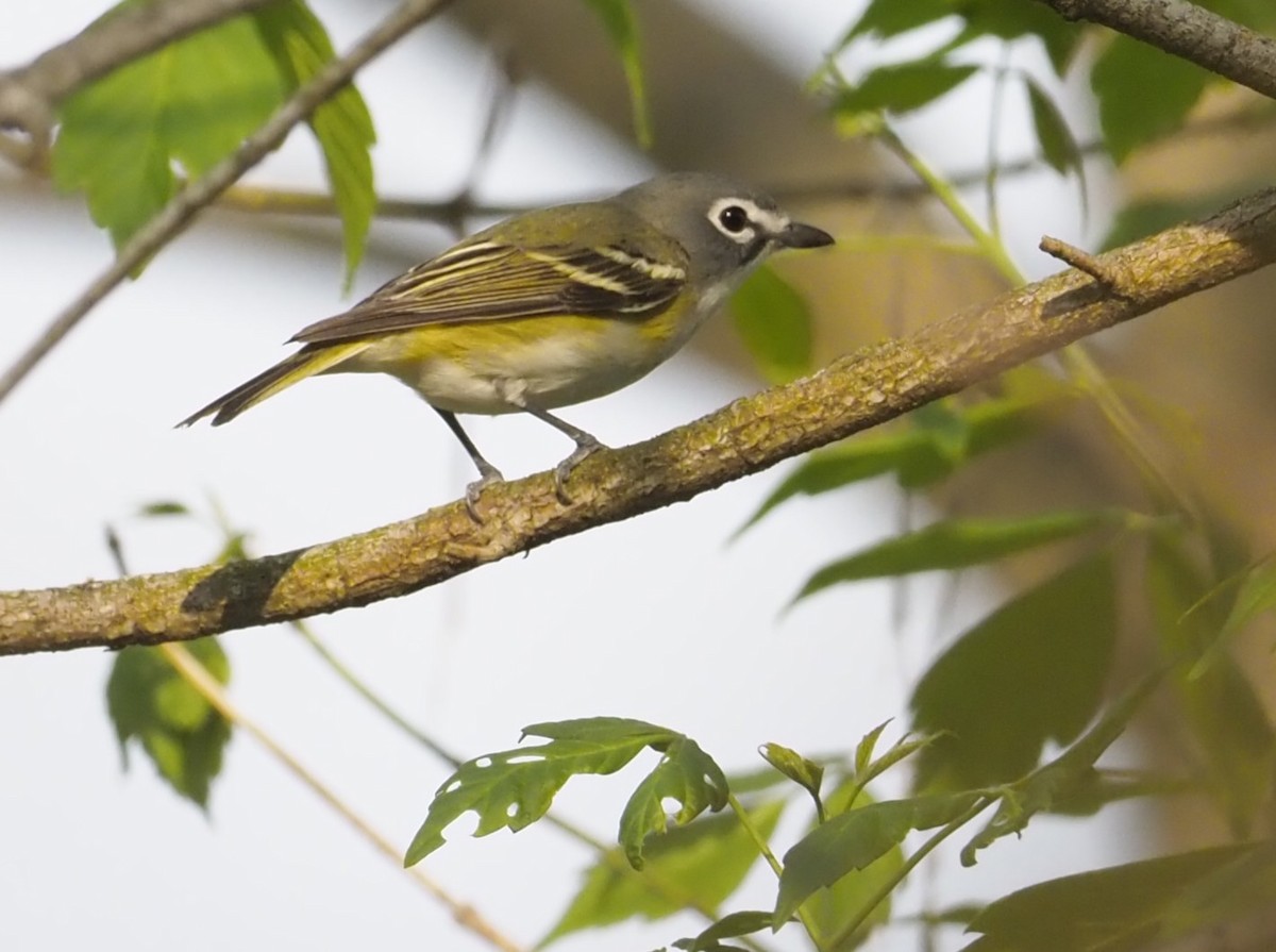 Blue-headed Vireo - ML634081267