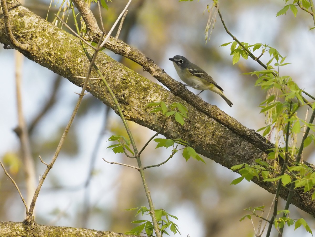 Blue-headed Vireo - ML634081268