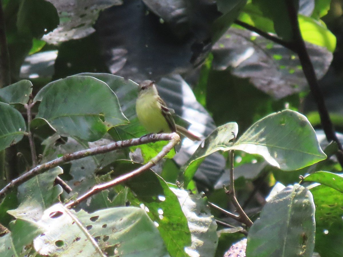 Urich's Tyrannulet - ML634081272