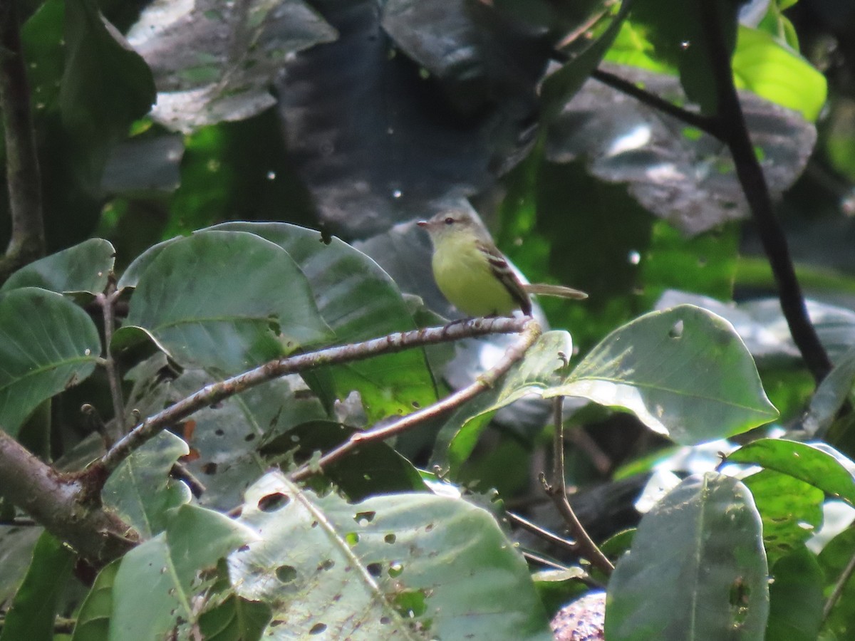 Urich's Tyrannulet - ML634081273