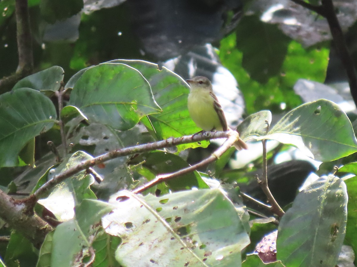 Urich's Tyrannulet - ML634081274