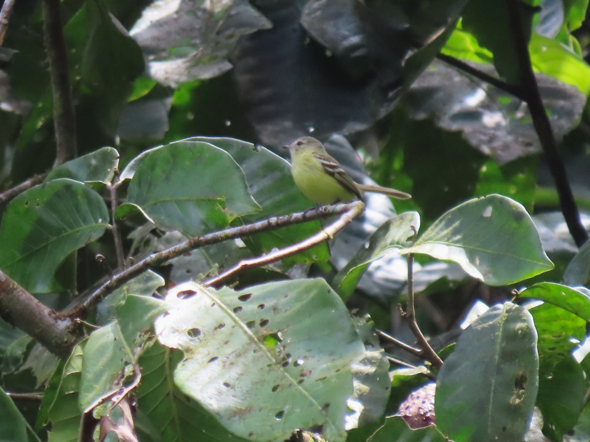 Urich's Tyrannulet - ML634081275
