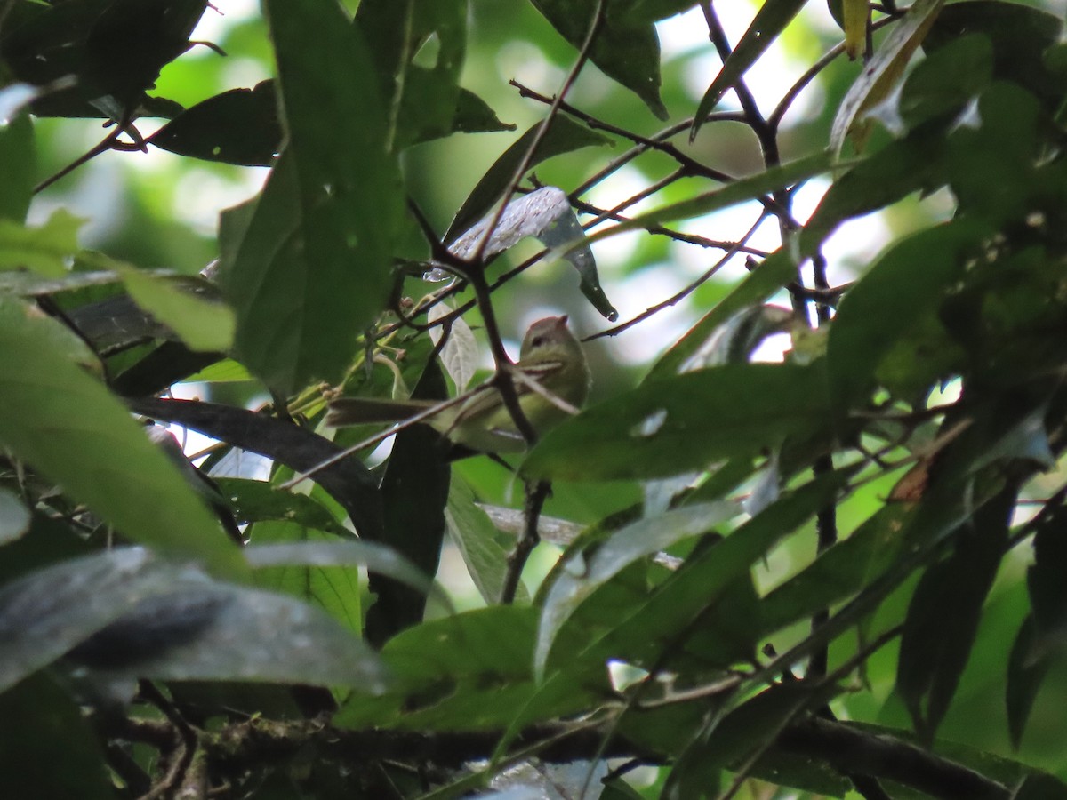 Urich's Tyrannulet - ML634081280