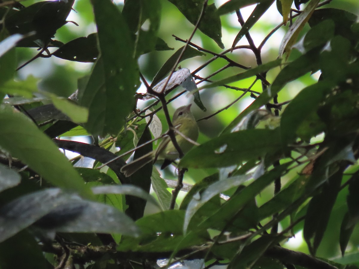 Urich's Tyrannulet - ML634081281