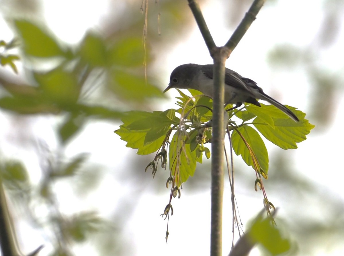 Blue-gray Gnatcatcher - ML634081286