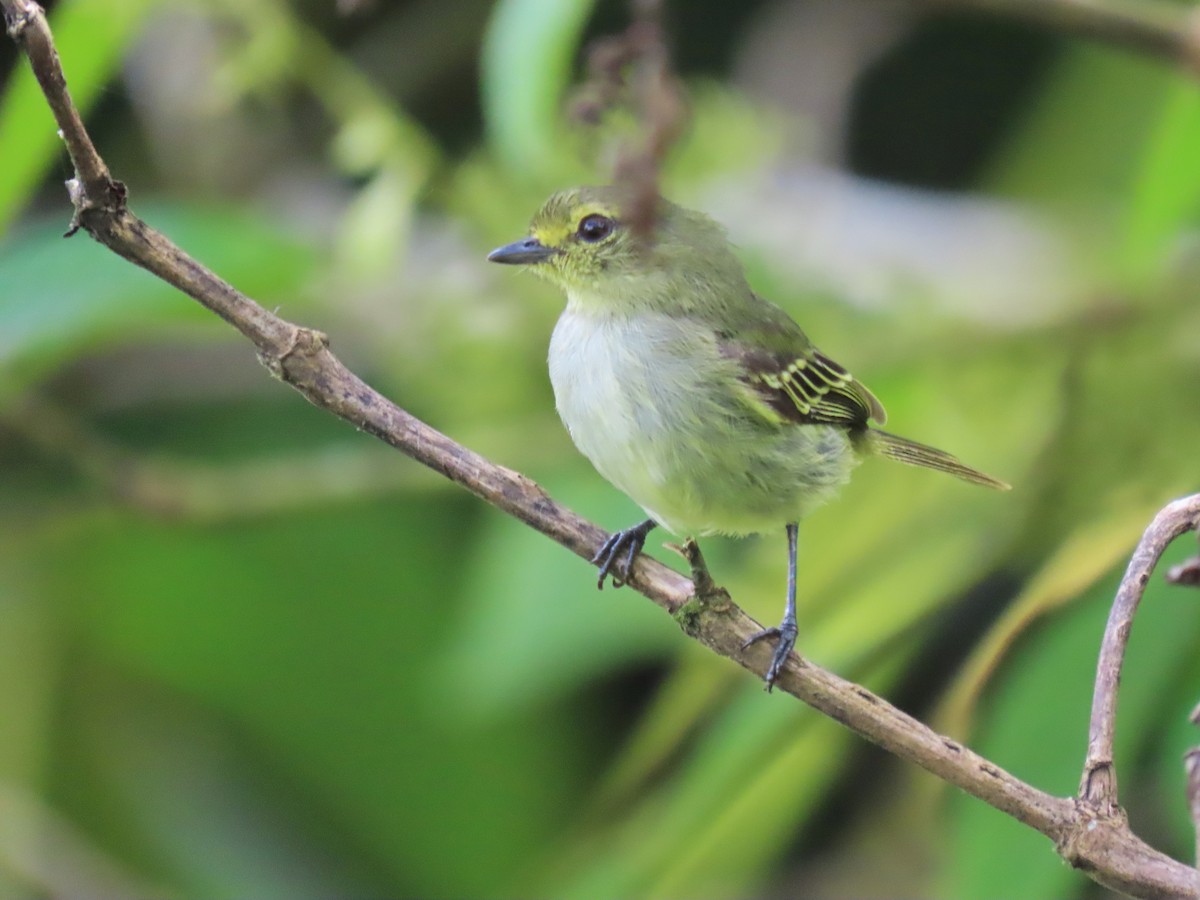 Golden-faced Tyrannulet (Coopmans's) - ML634081292