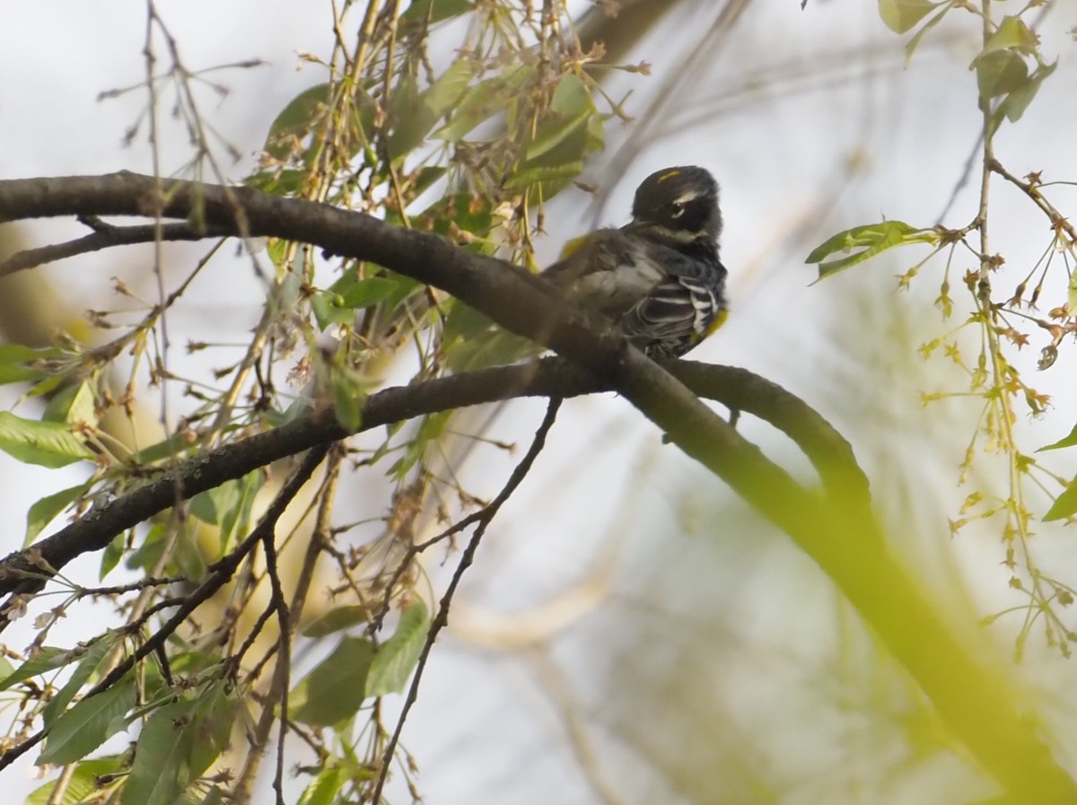 Yellow-rumped Warbler - ML634081294