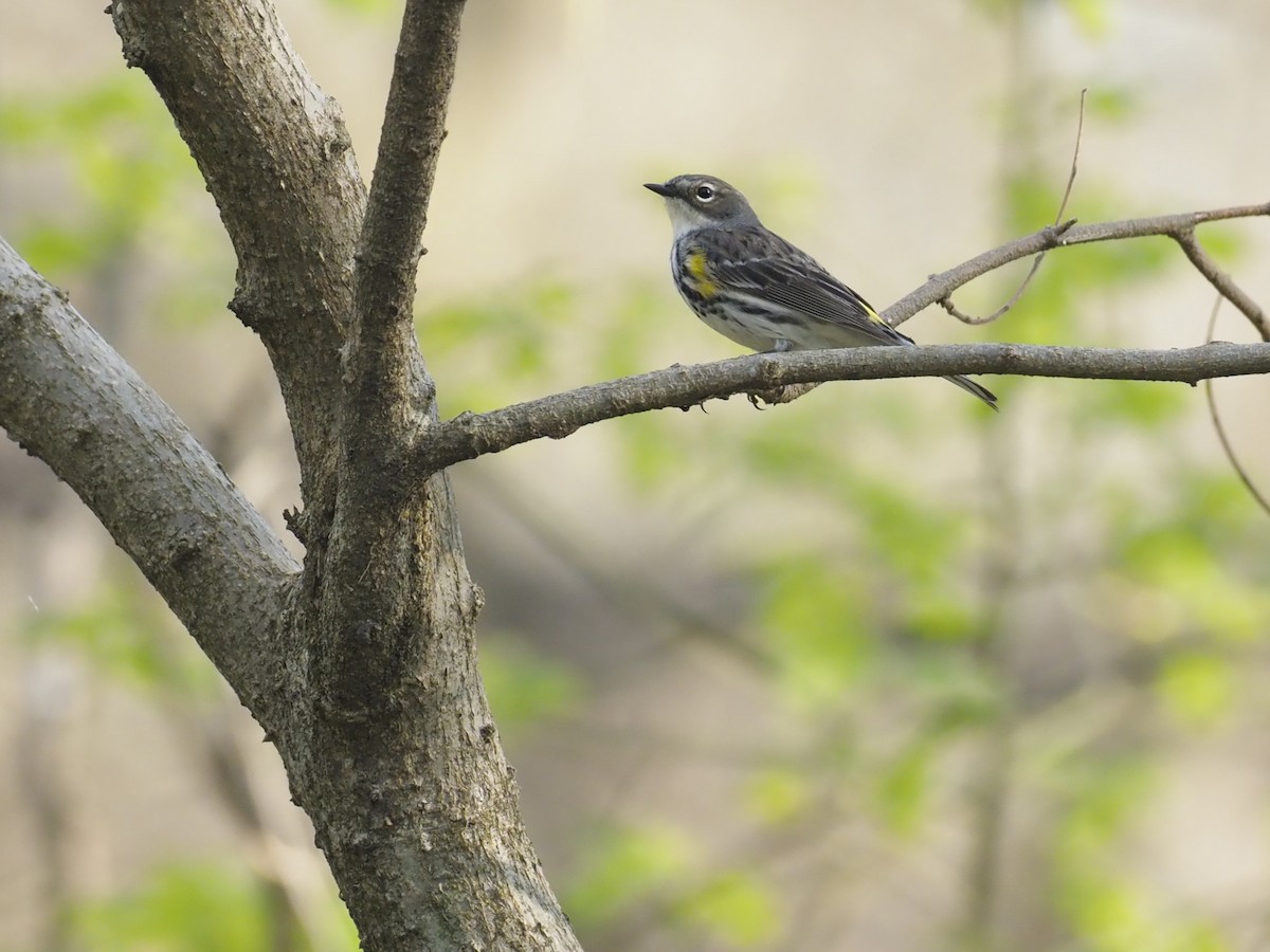 Yellow-rumped Warbler - ML634081295