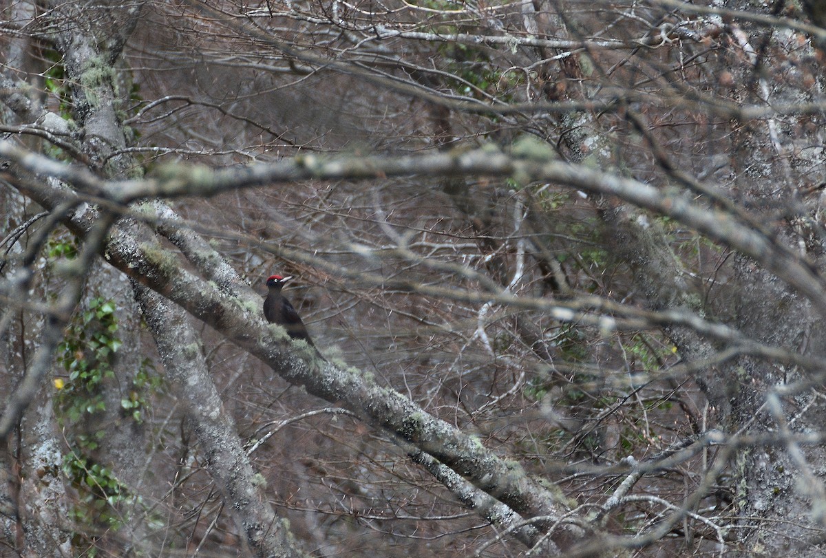 Black Woodpecker - ML634081332