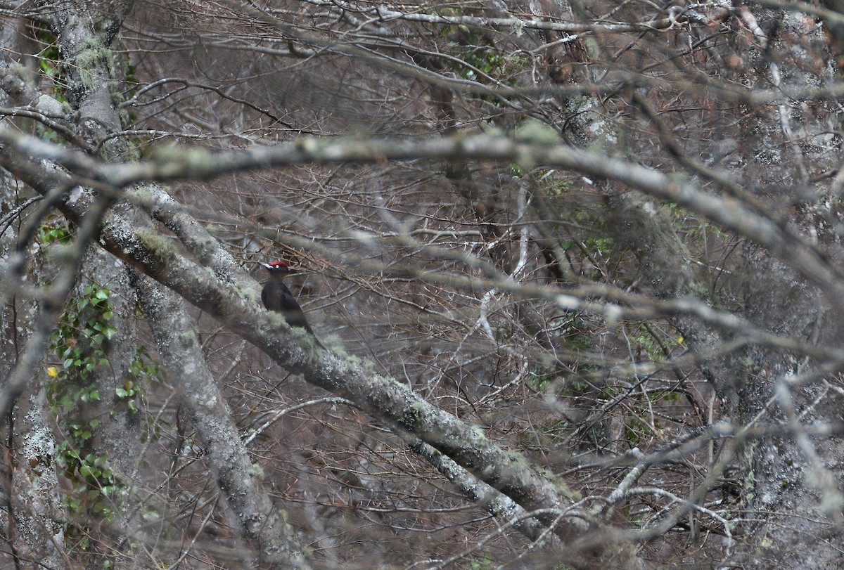 Black Woodpecker - ML634081333